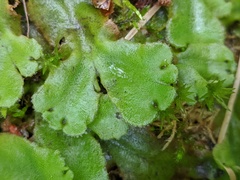 Marchantia polymorpha montivagans