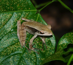 Clinotarsus alticola
