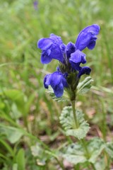 Dracocephalum grandiflorum