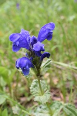 Dracocephalum grandiflorum