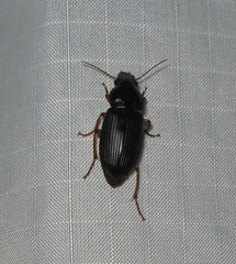 Harpalus pensylvanicus