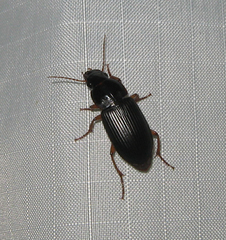 Harpalus pensylvanicus