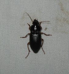 Harpalus pensylvanicus