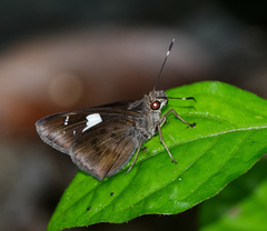 Notocrypta feisthamelii