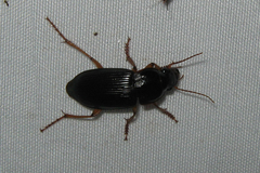 Harpalus pensylvanicus