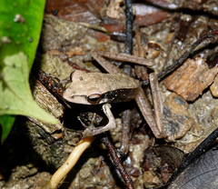 Clinotarsus alticola