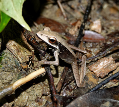 Clinotarsus alticola