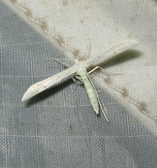 Hellinsia homodactylus