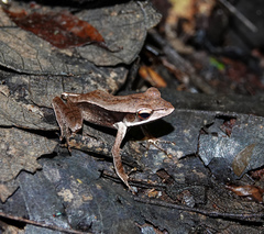 Clinotarsus alticola