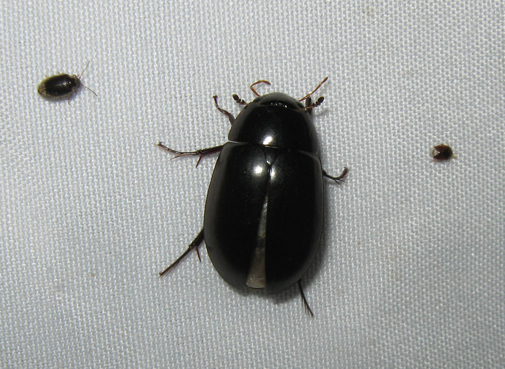 Hydrochara obtusata