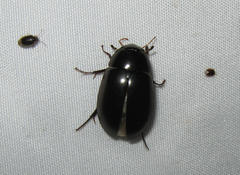 Hydrochara obtusata