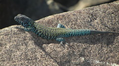 Liolaemus nigroviridis