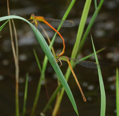 Ceriagrion rubiae