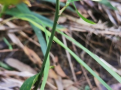 Smilax australis