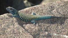 Liolaemus nigroviridis