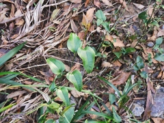 Smilax australis