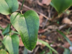 Smilax australis