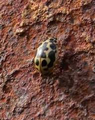 Anisosticta bitriangularis