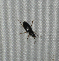 Stenolophus ochropezus