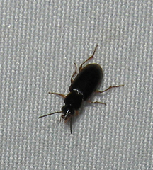 Stenolophus ochropezus