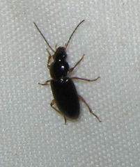 Stenolophus ochropezus