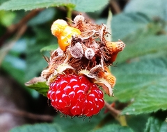 Rubus parviaraliifolius