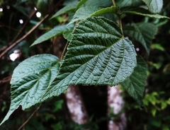 Rubus parviaraliifolius