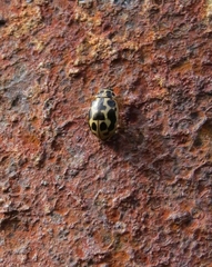 Anisosticta bitriangularis