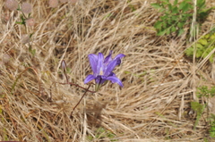 Brodiaea elegans hooveri