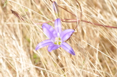 Brodiaea elegans hooveri