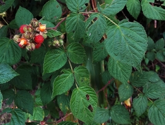 Rubus parviaraliifolius