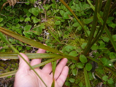 Aciphylla horrida