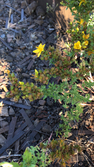 Hypericum perforatum