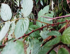 Rubus parviaraliifolius