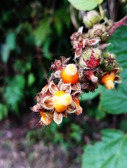 Rubus parviaraliifolius