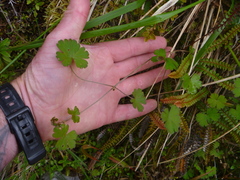 Geranium microphyllum