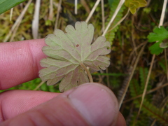 Geranium microphyllum