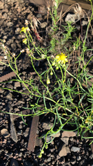 Senecio inaequidens