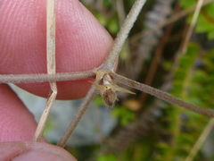 Geranium microphyllum