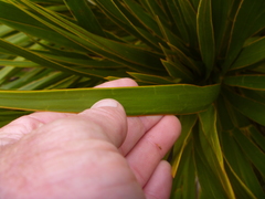 Aciphylla horrida