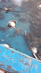 Hemitripterus villosus