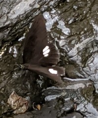 Papilio castor formosanus