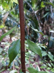 Syzygium luehmannii