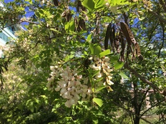Robinia pseudoacacia