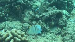 Chaetodon multicinctus