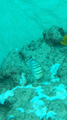 Chaetodon multicinctus