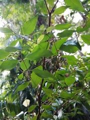 Syzygium luehmannii