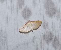 Herpetogramma basalis