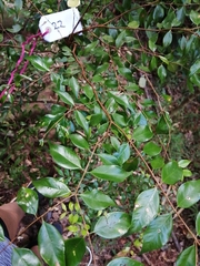 Syzygium luehmannii