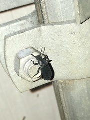 Xylopinus saperdoides